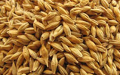 Barley