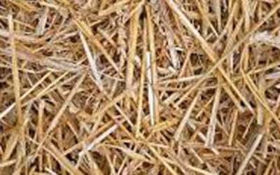 Wheat straw